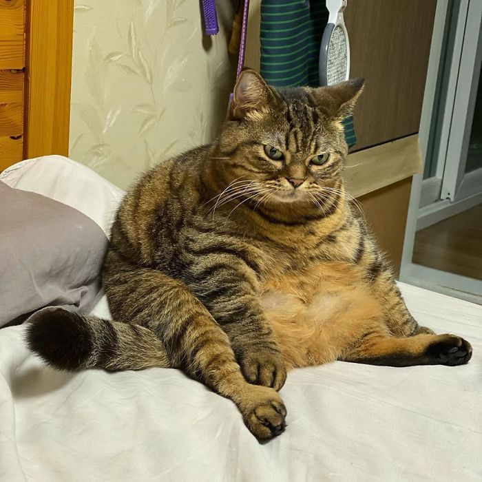 image for Public Image Midnightblue
