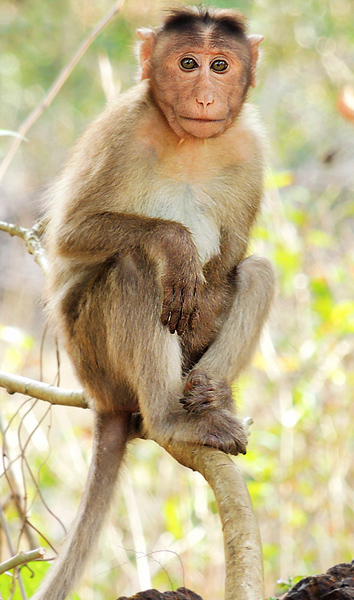 another monke
